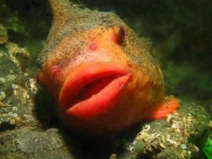 Snotolf (cyclopterus lumpus) foto: Rutger Visser