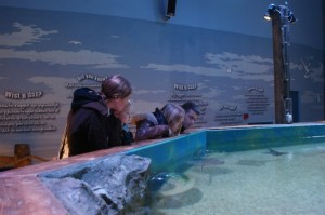 2010 Sealife
